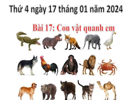 Bài giảng Tự nhiên và Xã hội 1 (Kết nối tri thức) - Bài 17: Con vật quanh em - Năm học 2023-2024